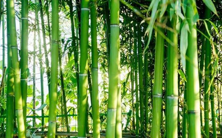 Loại quả 60 năm đơm hoa kết trái một lần, nhiều người chưa từng ăn-1