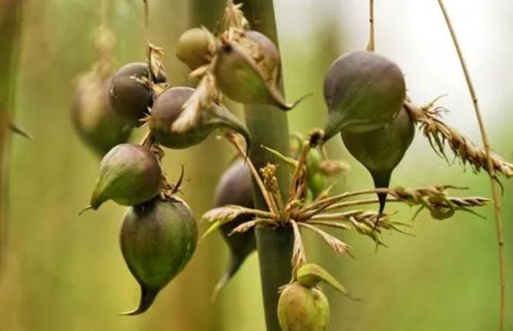 Loại quả 60 năm đơm hoa kết trái một lần, nhiều người chưa từng ăn-2