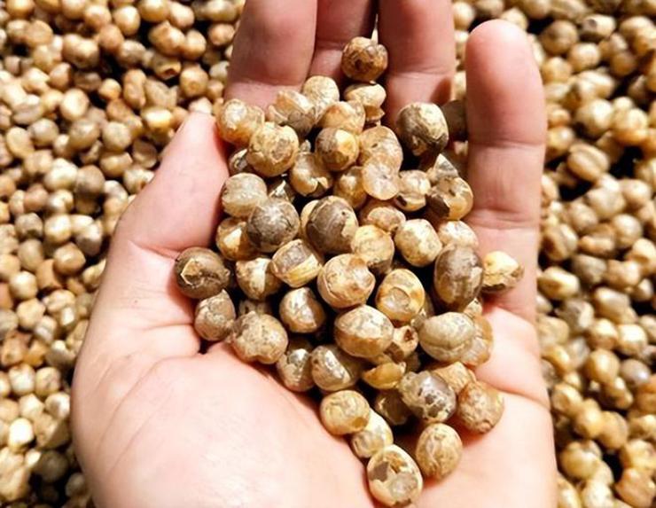 Loại quả 60 năm đơm hoa kết trái một lần, nhiều người chưa từng ăn-4