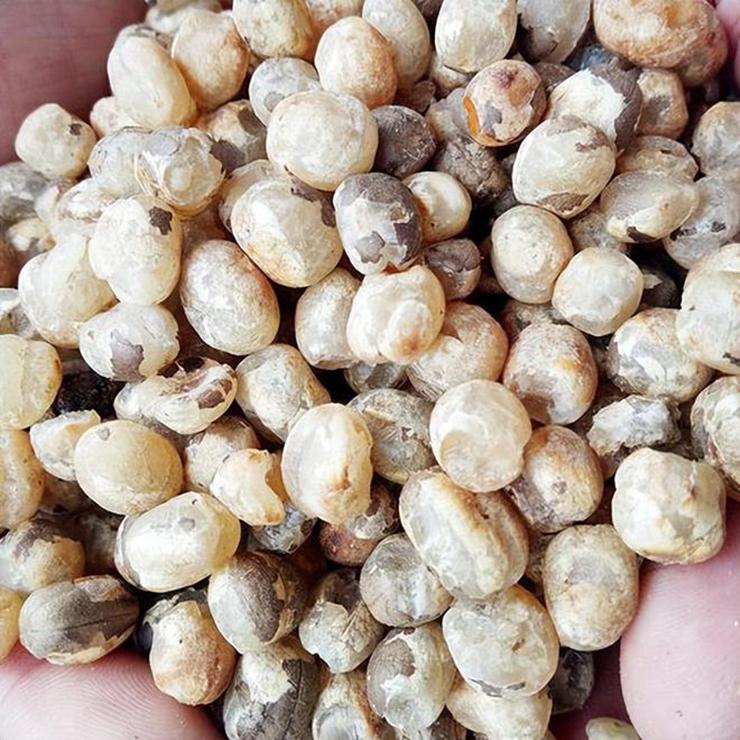 Loại quả 60 năm đơm hoa kết trái một lần, nhiều người chưa từng ăn-5