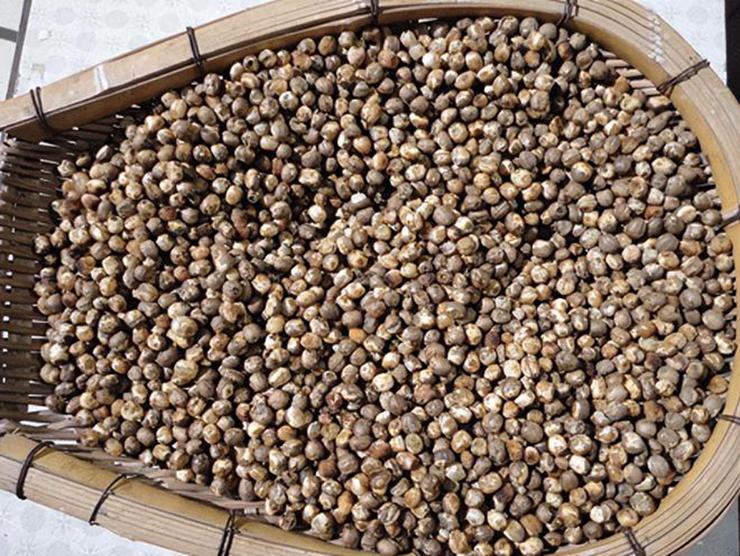 Loại quả 60 năm đơm hoa kết trái một lần, nhiều người chưa từng ăn-6