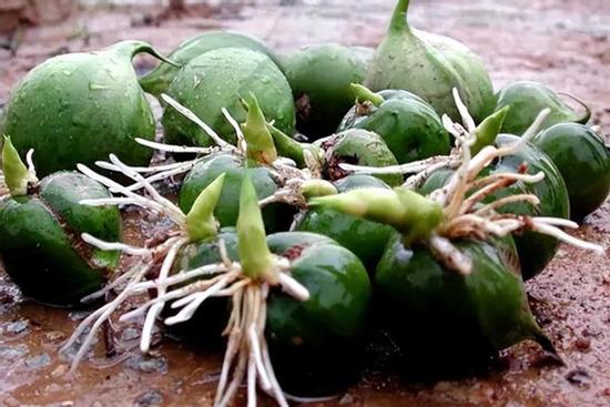 Loại quả 60 năm đơm hoa kết trái một lần, nhiều người chưa từng ăn