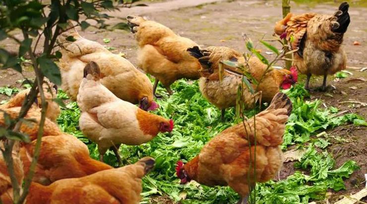 Mổ gà thấy trong bụng có một cục mỡ, nên ăn hay nên vứt?-2