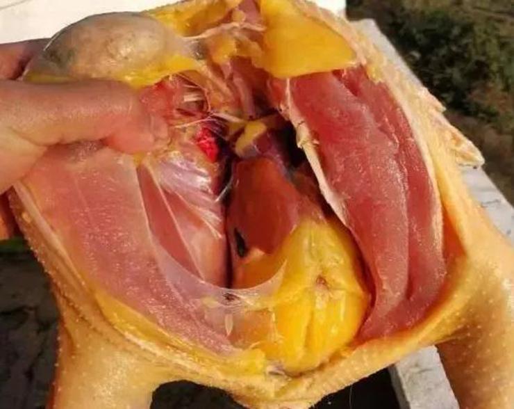 Mổ gà thấy trong bụng có một cục mỡ, nên ăn hay nên vứt?-3