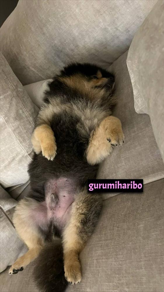 Hacker chơi chiêu mới, tung hình Jennie chụp cún cưng của V-2