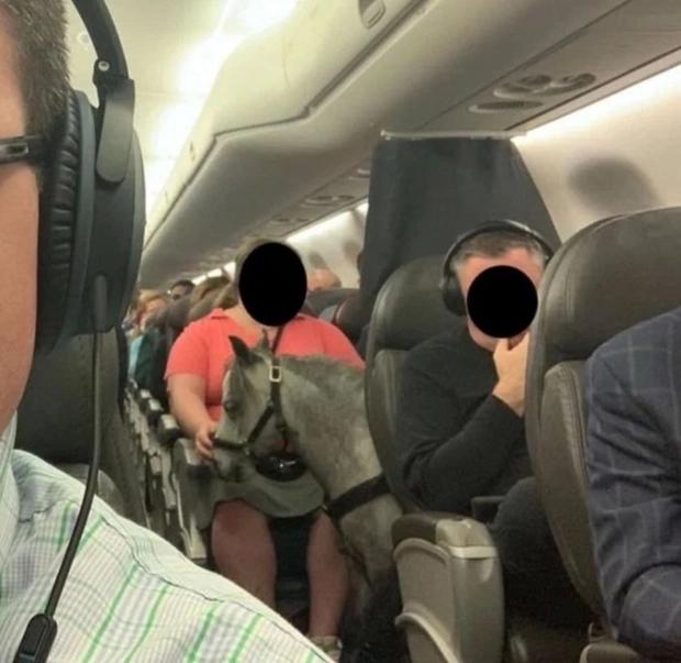 Hàng không nước ngoài cho mang vịt, heo... lên máy bay, Việt Nam thì sao?-2