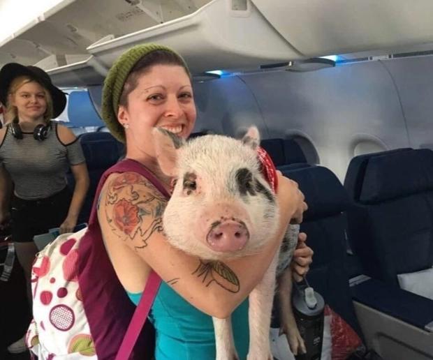 Hàng không nước ngoài cho mang vịt, heo... lên máy bay, Việt Nam thì sao?-4