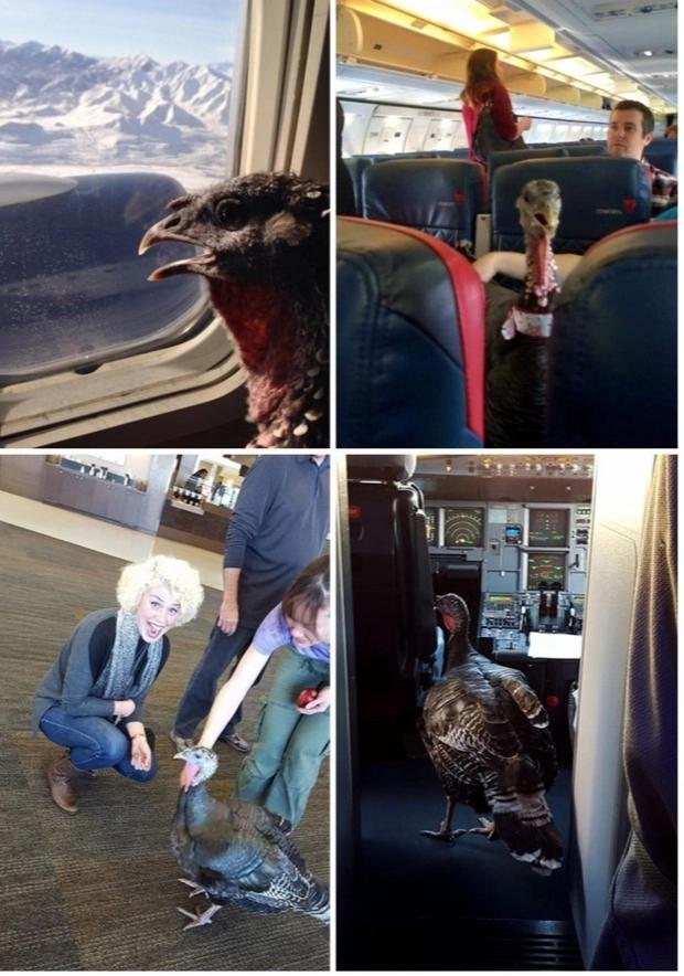 Hàng không nước ngoài cho mang vịt, heo... lên máy bay, Việt Nam thì sao?-5