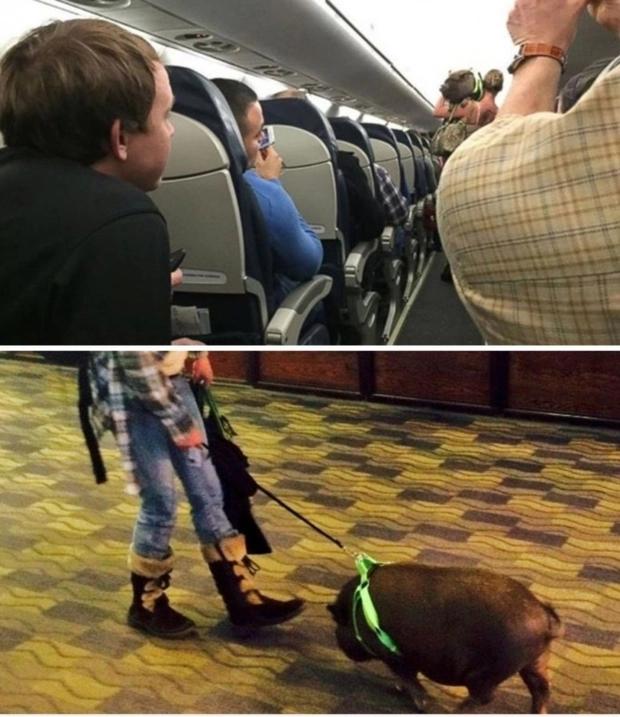 Hàng không nước ngoài cho mang vịt, heo... lên máy bay, Việt Nam thì sao?-6