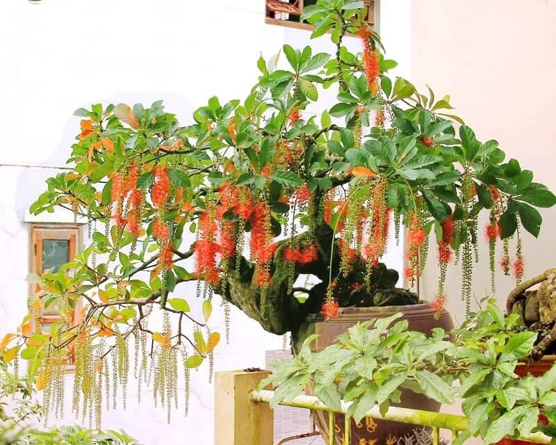 3 cây cảnh ông bà càng trồng con cháu càng được dày phúc lộc-2