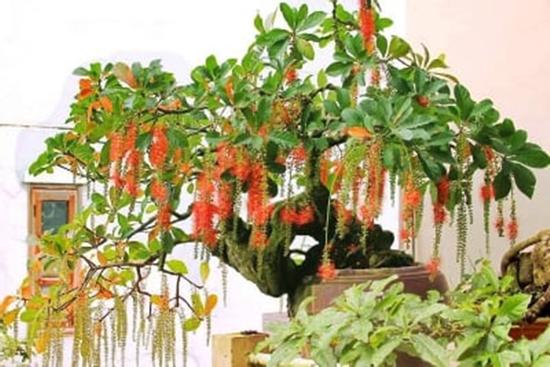 3 cây cảnh ông bà càng trồng con cháu càng được dày phúc lộc