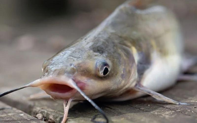 6 loại cá rẻ mấy cũng đừng mua, quá sợ vì nhiều thủy ngân nhiễm độc-3