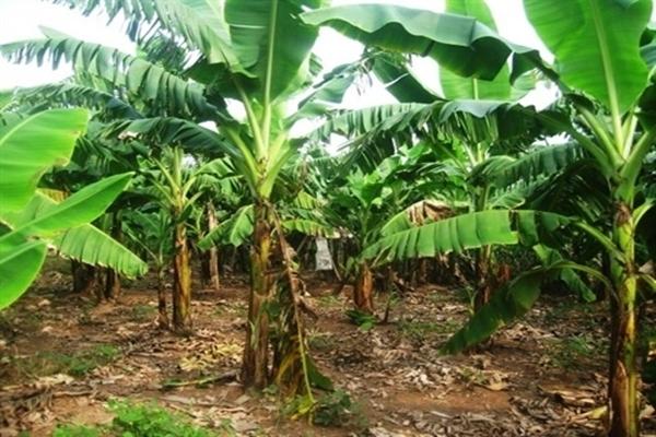 Thi thể cụ bà 95 tuổi chôn bất thường trong vườn nhà con trai-1