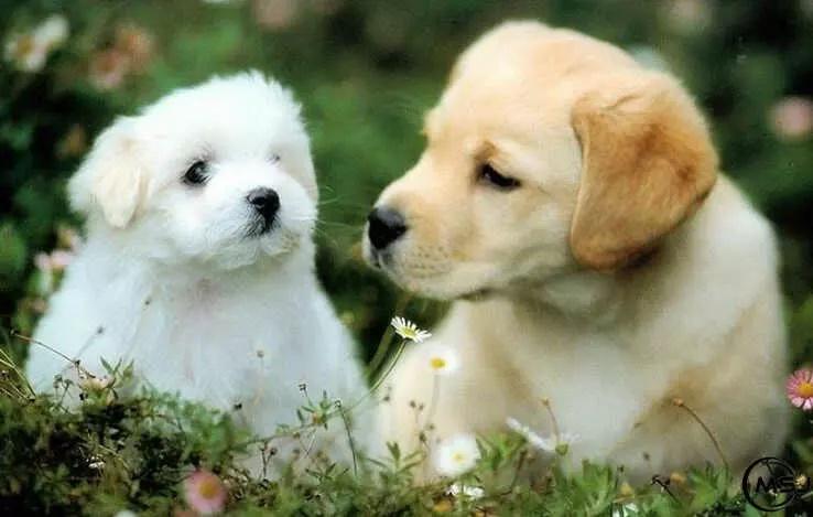 Tử vi hàng ngày 12 con giáp thứ Tư 28/9/2022: Hỷ Thần gõ cửa-3