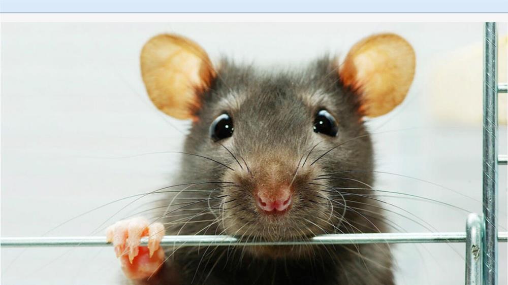 Tử vi hàng ngày 12 con giáp thứ Sáu 30/9/2022: Kỳ đà cản mũi-1