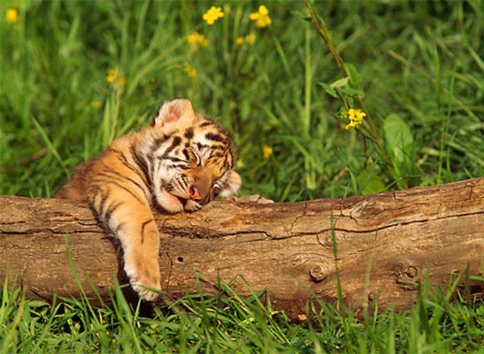 4 tuổi vượng vận cuối năm: Tháng 11 bùng nổ, tháng 12 linh đình-2