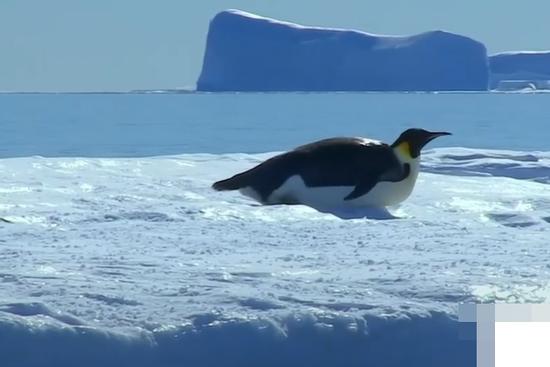 Cánh cụt mẹ liều mạng đi kiếm ăn cho con