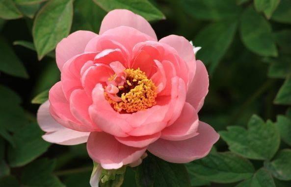 Sinh ngày Âm lịch này là người ham học hỏi, sau 40 tuổi sự nghiệp thuận lợi-1