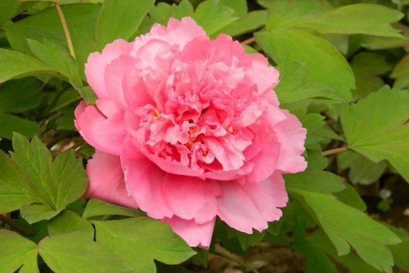 Sinh ngày Âm lịch này là người ham học hỏi, sau 40 tuổi sự nghiệp thuận lợi-2