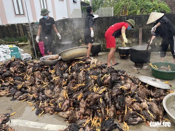 Hơn 4.000 con gà chết ngộp do lũ, cả làng kéo nhau đến giúp-2
