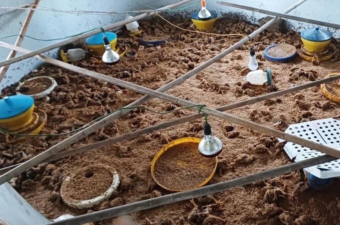 Hơn 4.000 con gà chết ngộp do lũ, cả làng kéo nhau đến giúp-3