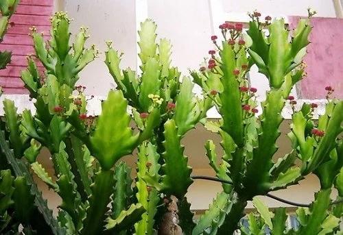 5 loại cây trồng trước nhà nghèo khổ, trồng sau nhà thì giàu có-2