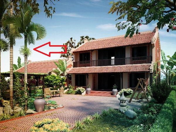 5 loại cây trồng trước nhà nghèo khổ, trồng sau nhà thì giàu có-3