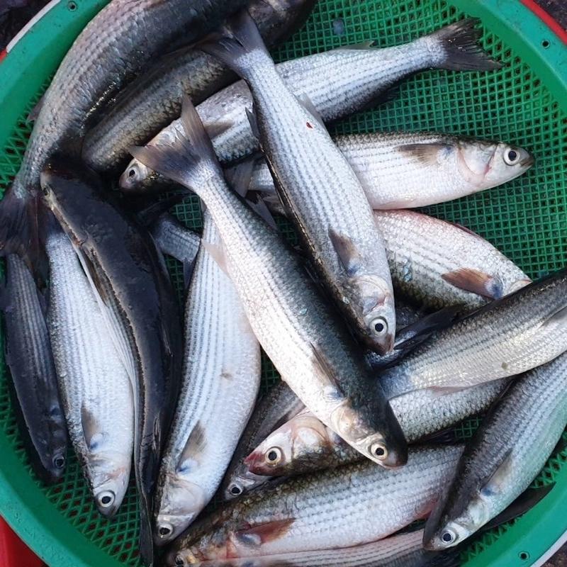 5 loại cá đi chợ nên mua, cá vừa bổ lại không nuôi công nghiệp-3