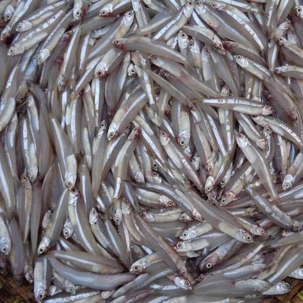 5 loại cá đi chợ nên mua, cá vừa bổ lại không nuôi công nghiệp-4