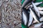 5 loại cá đi chợ nên mua, cá vừa bổ lại không nuôi công nghiệp