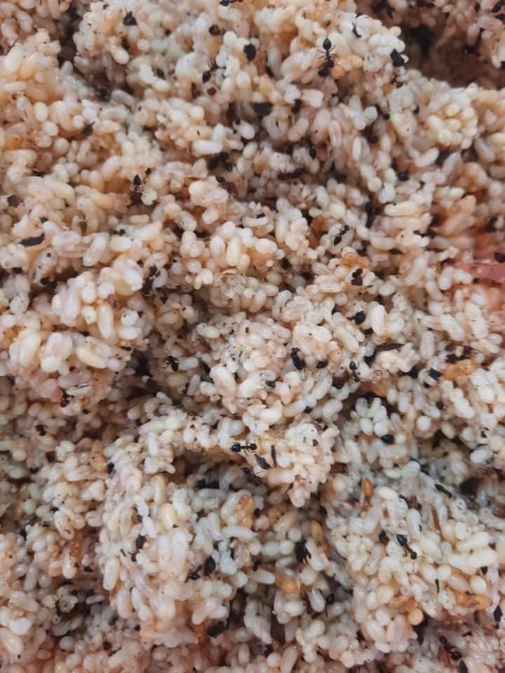 Xôi trứng kiến không dành cho người yếu tim, nổ lép bép thú vị khi ăn-2