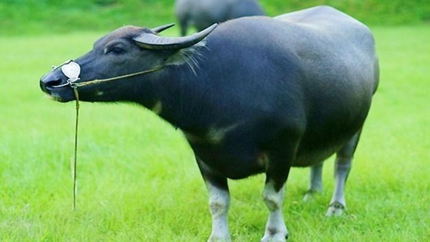 Sáng 5/10 Kim Tinh chiếu mạng: 4 con giáp của nả dư thừa-2