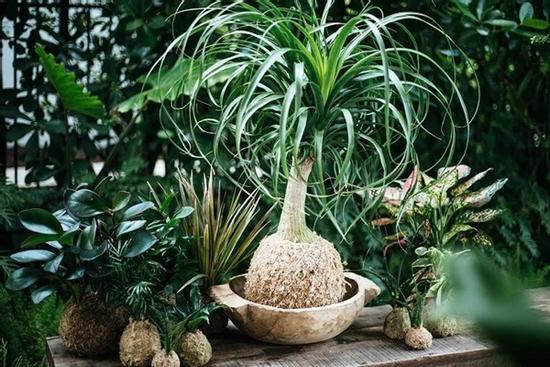 3 cây cảnh tuy xấu xí nhưng hút tài chiêu lộc, nhà giàu rất thích trồng