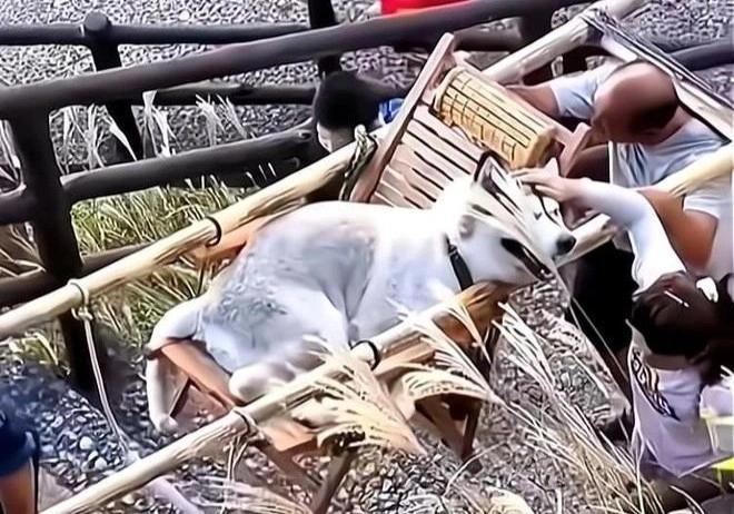 Cô gái bị chỉ trích vì thuê người khiêng chó cưng khi đi du lịch-1