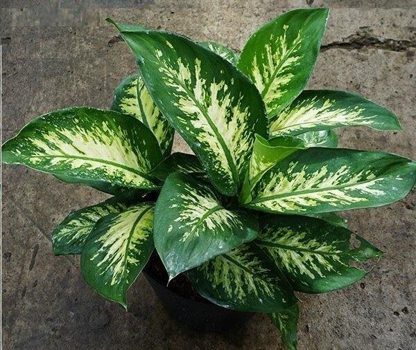 Trong nhà trồng 4 loại cây: Con cháu làm ăn thuận lợi, phú quý bình an-1