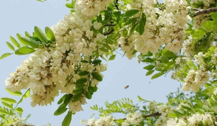 Trong nhà trồng 4 loại cây: Con cháu làm ăn thuận lợi, phú quý bình an-2