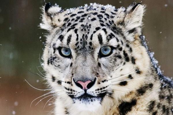 Cây 380 tuổi cao bằng tòa nhà 28 tầng ở Trung Quốc-1