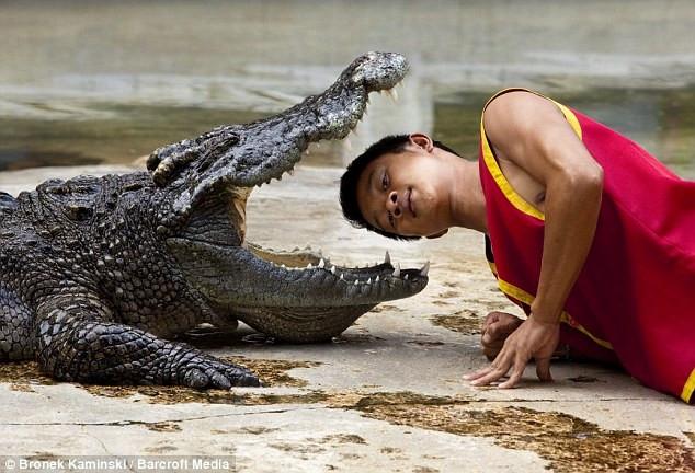 Đô vật cá sấu - công việc phục vụ du khách nguy hiểm nhất thế giới-1