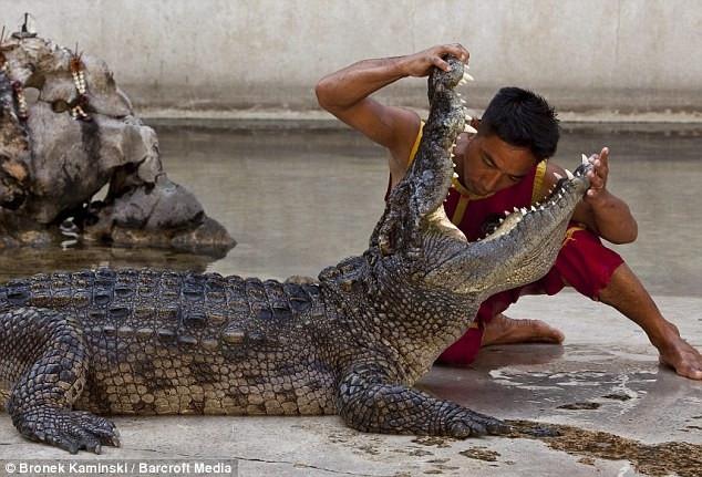 Đô vật cá sấu - công việc phục vụ du khách nguy hiểm nhất thế giới-2
