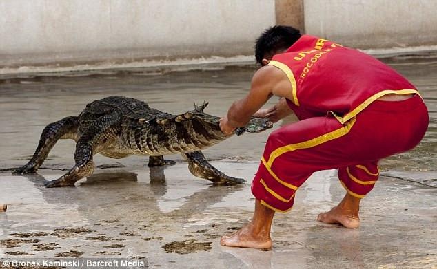 Đô vật cá sấu - công việc phục vụ du khách nguy hiểm nhất thế giới-3
