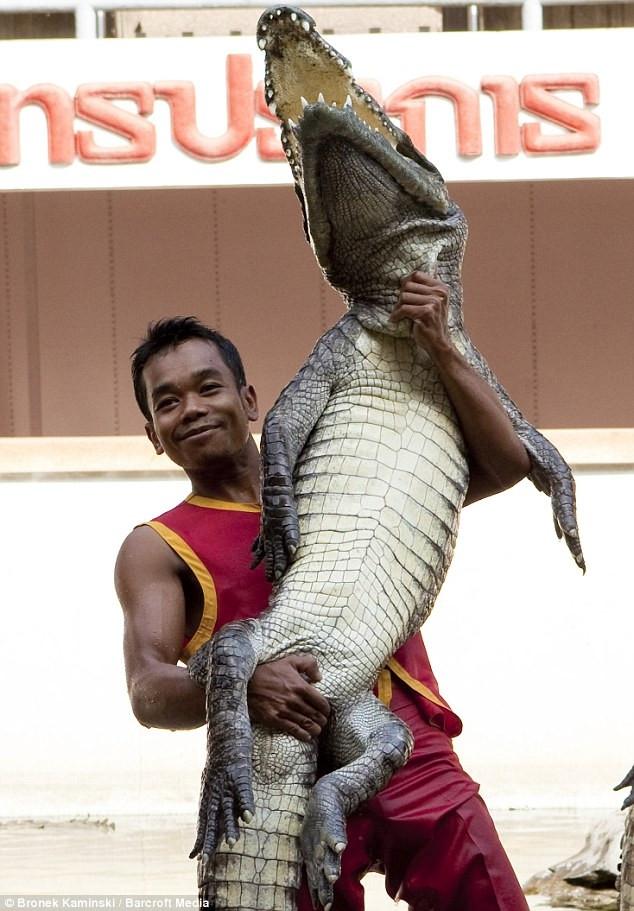 Đô vật cá sấu - công việc phục vụ du khách nguy hiểm nhất thế giới-4
