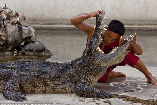 Đô vật cá sấu - công việc phục vụ du khách nguy hiểm nhất thế giới