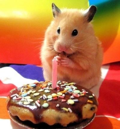 Tử vi hàng ngày 12 con giáp thứ Bảy 8/10/2022: Rắc rối đổ đầu-1