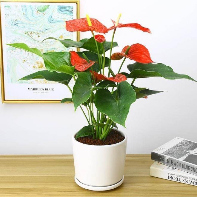 5 loại cây cảnh đặt phòng khách vượng phu ích tử, mang lộc tiền tài-2