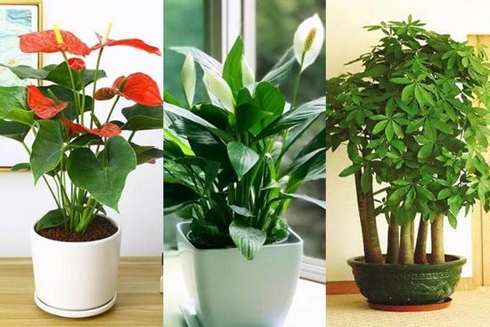 5 loại cây cảnh đặt phòng khách vượng phu ích tử, mang lộc tiền tài