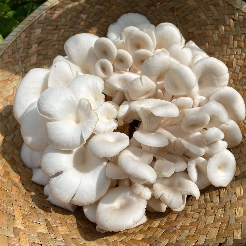 5 loại nấm rẻ tiền nhưng bổ dưỡng ngang ngửa nhân sâm-4