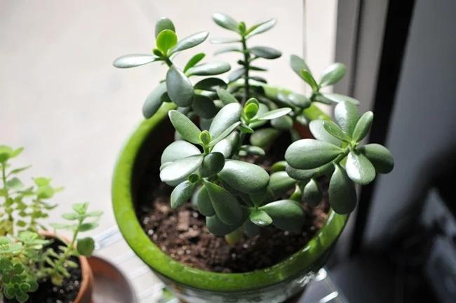 5 loại cây mọc phú quý, nở an lành giúp chiêu tài đón phúc-2