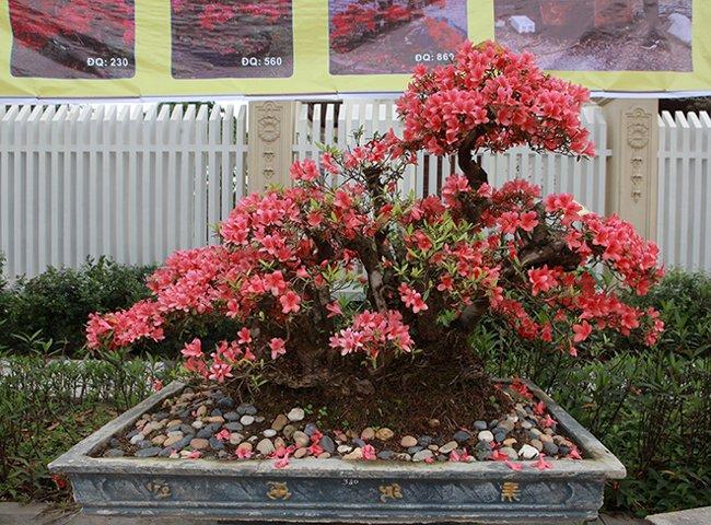 5 loại cây mọc phú quý, nở an lành giúp chiêu tài đón phúc-3