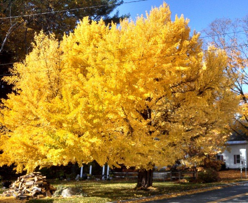 5 loại cây mọc phú quý, nở an lành giúp chiêu tài đón phúc-4