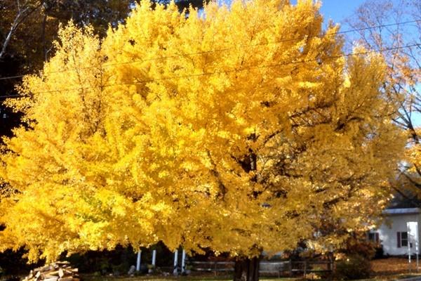 5 loại cây đẹp nhưng là khắc tinh Thần Tài, khiến gia đạo lụi bại-5